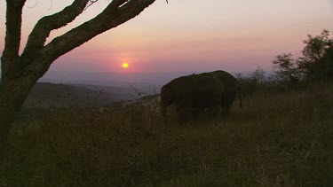 African elephant elephants mammal eating feeding grazing slowly relaxed walking strolling away beautiful sunset