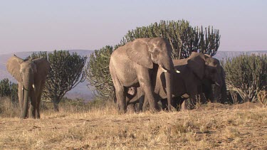 African elephant elephants mammal herd group family baby infant calf strolling moving relaxed slow day