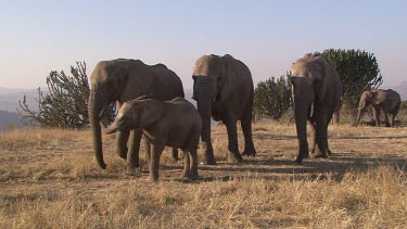 African elephant elephants mammal herd group family infant calf baby slow movement strolling relaxed day