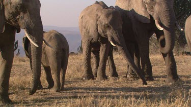 African elephant elephants mammal herd group family infant calf baby slow movement strolling eating feeding foraging relaxed day