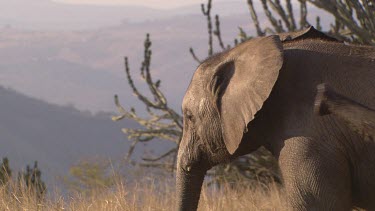 African elephant elephants mammal herd group family infant calf baby still slow movement relaxed day