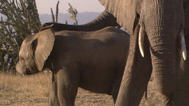 African elephant elephants mammal herd group family infant calf baby protection love slow movement relaxing day