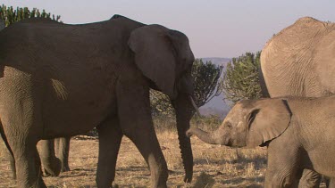 African elephant elephants mammal herd group family infant calf baby protection love slow movement relaxing day