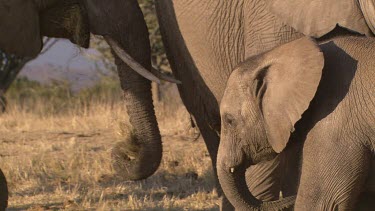 African elephant elephants mammal herd group family infant calf baby protection love slow movement eating feeding sharing relaxing day