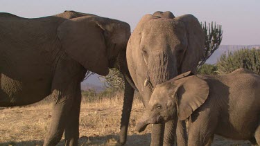 African elephant elephants mammal herd group family infant calf baby protection love slow movement feeding eating foraging relaxing day