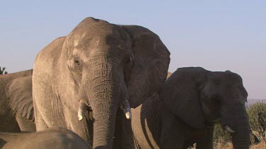 African elephant elephants mammal herd group family slow movement relaxing day