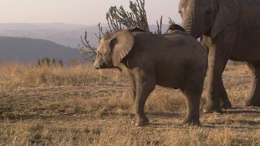 African elephant elephants mammal herd group family infant calf baby protection love slow movement relaxing day