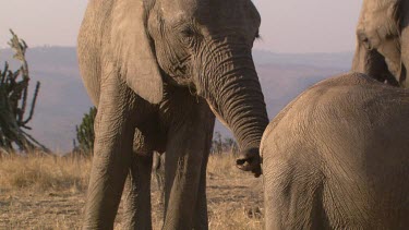 African elephant elephants mammal herd group family infant calf baby protection touching love slow movement relaxing day