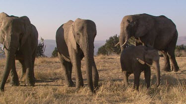 African elephant elephants mammal herd group family infant calf baby protection love touching slow movement relaxing day