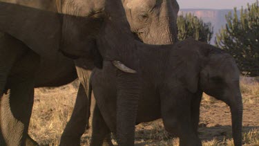African elephant elephants mammal herd group family infant calf baby playing protection love slow movement relaxing day