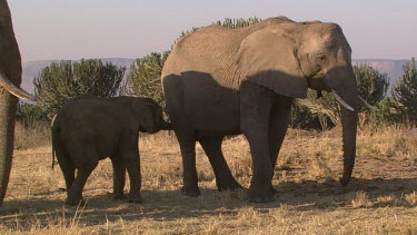 African elephant elephants mammal herd group family infant calf baby protection love slow movement relaxing day
