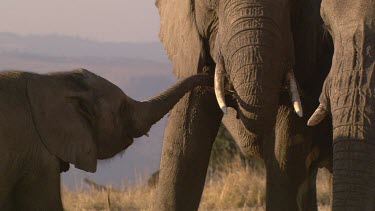 African elephant elephants mammal herd group family infant calf baby protection love slow movement relaxing day