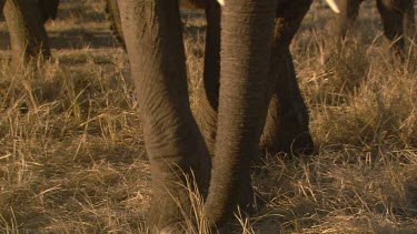 African elephant elephants mammal CU feet hoof wrinkled heavy day