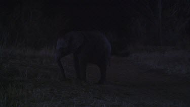 African elephant elephants mammal lone solitary eating feeding chewing pair duo couple sharing night