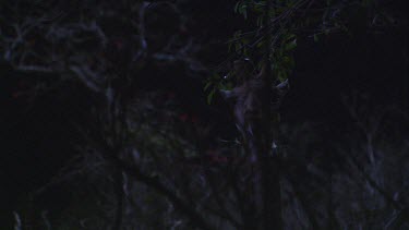 giraffe tall lanky lean chewing feeding eating picking reaching leaves trees dark night