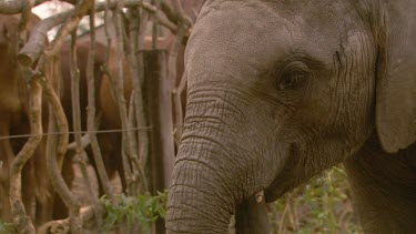 African elephant mammal grey alone solitary eating chewing feeding day CU