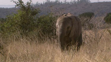 African elephant mammal grey walking strolling slow trunk raised day