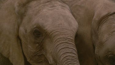 Elephant African
