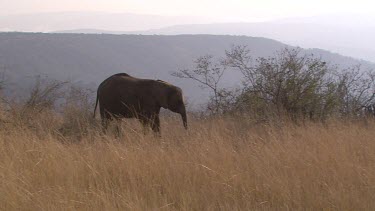 Elephant African