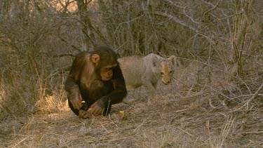 lion Chimp