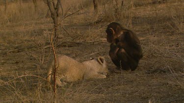 lion Chimp