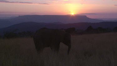 Elephant African