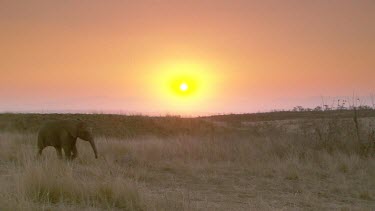 Elephant African