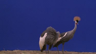 Crested Crane - Blue Screen