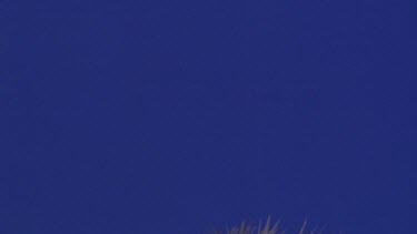 Crested Crane - Blue Screen