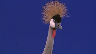 Crested Crane - Blue Screen