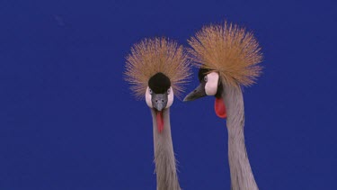 Crested Crane - Blue Screen