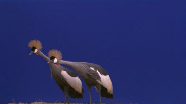 Crested Crane - Blue Screen