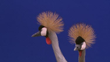 Crested Crane - Blue Screen