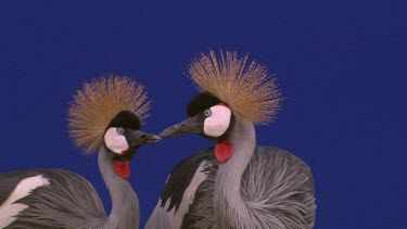 Crested Crane - Blue Screen