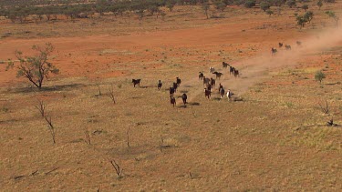 Slo-mo. Slomo. Slow motion. Herd of Wild horses, brumbies running. Galloping,