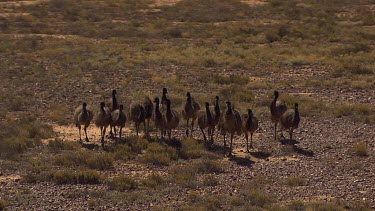 Flock of emus. Slo-mo. Slomo. Feathers