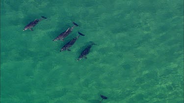 Pod of dolphins. Swimming in crystal clear ocean sea.