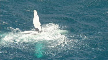 Humpback whales Pec slapping. Showing white belly