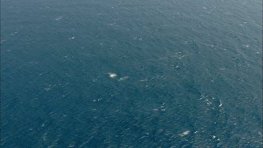 Humpback whales Pec slapping. Whale rolling onto its back. Showing white belly