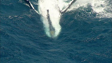 Humpback whales Pec slapping. Whale rolling onto its belly to swim on. Showing white belly