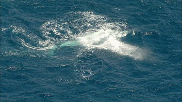 Humpback whale preparing to dive down again.