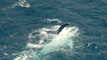 Humpback whales Pec slapping. Whale rolling onto its back. Showing white belly