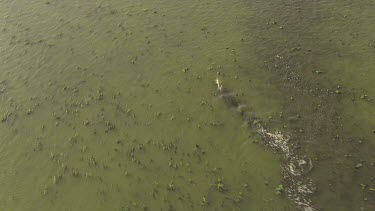 Crocodile (salt or fresh?) swimming fast, moving its tail. Delta, wetland, flood zone. Wet Season in Northern Territory.