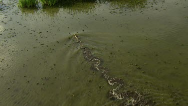 Crocodile (salt or fresh?) swimming fast, moving its tail. Delta, wetland, flood zone. Wet Season in Northern Territory.