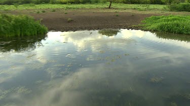 Crocodile  (salt or fresh) on rivers bank. Delta, wetland, flood zone. Wet Season in Northern Territory.