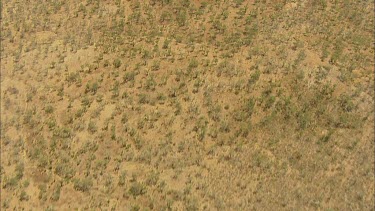 Aerial. Tropical scrub. Dry grassland area with sparse trees, bordering on true desert. Dry river beds etched into the Earth.