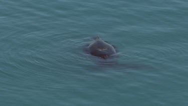 Mother and calf swimming at surface of water. Two whales.