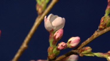 Blooming Japanese Cherry Blossom flower in time lapse