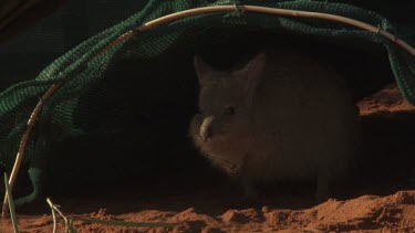 Burrowing Bettong hiding in an enclosure