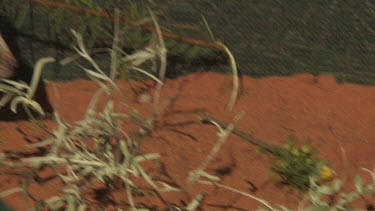 Burrowing Bettong and baby nibbling grass in a fenced enclosure